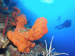 orange elephant ear sponge at  two for you dive site in p... by Victor J. Lasanta 